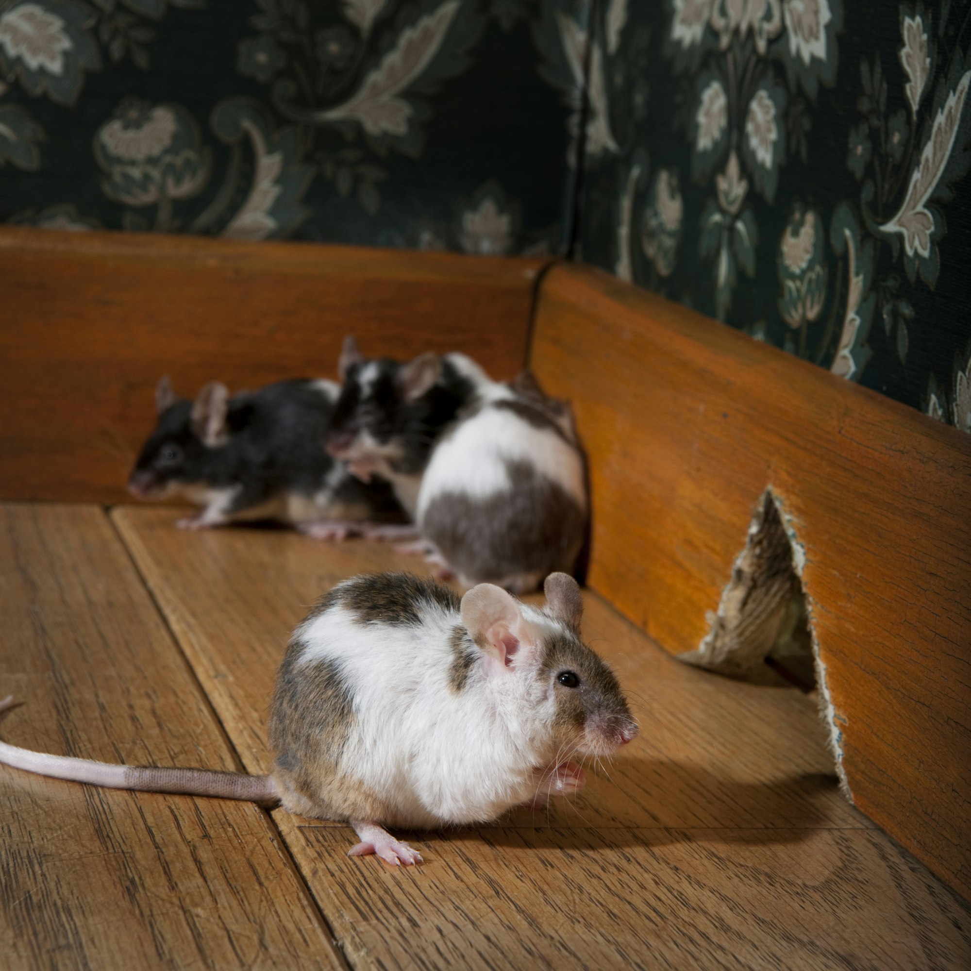 group of mice walking in a luxury old-fashioned room